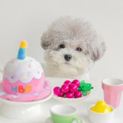 Pet Happy Birthday Hat - happyandpolly